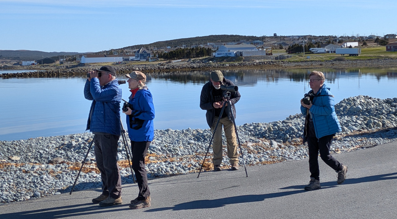 Looking at coastal avian gems