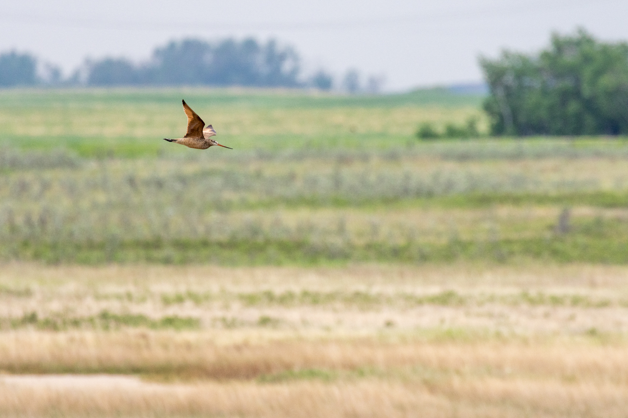 Marbled Godwit