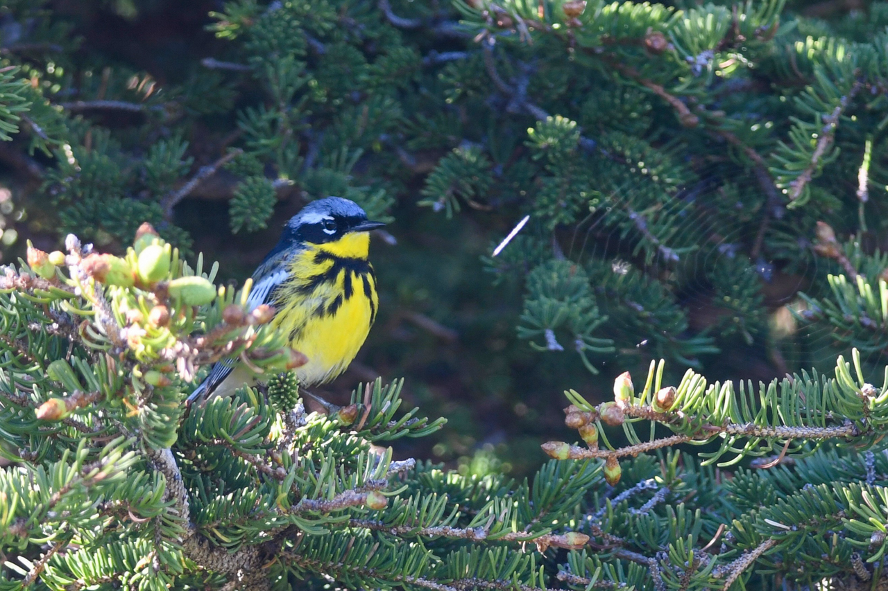 Magnolia Warbler