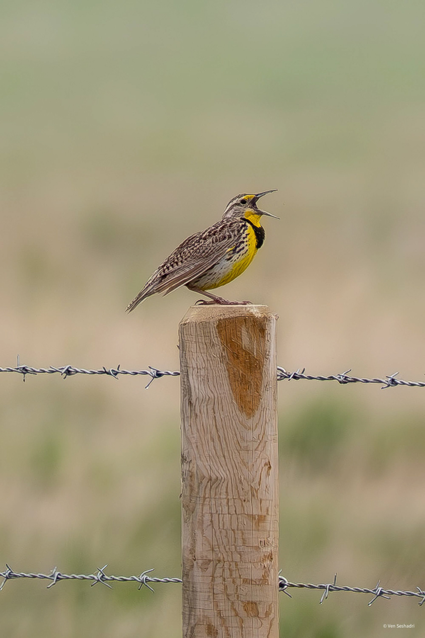 Western Meadowlark