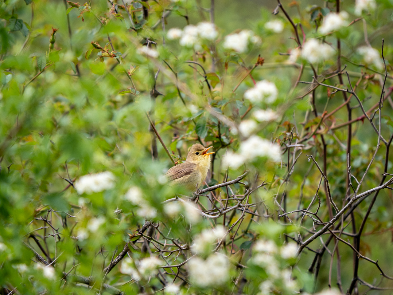 Melodious Warbler