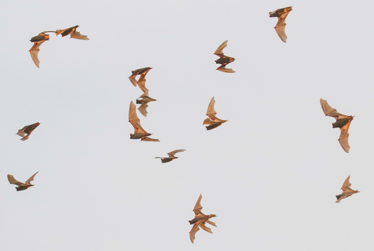 Mexican Free-tailed Bats