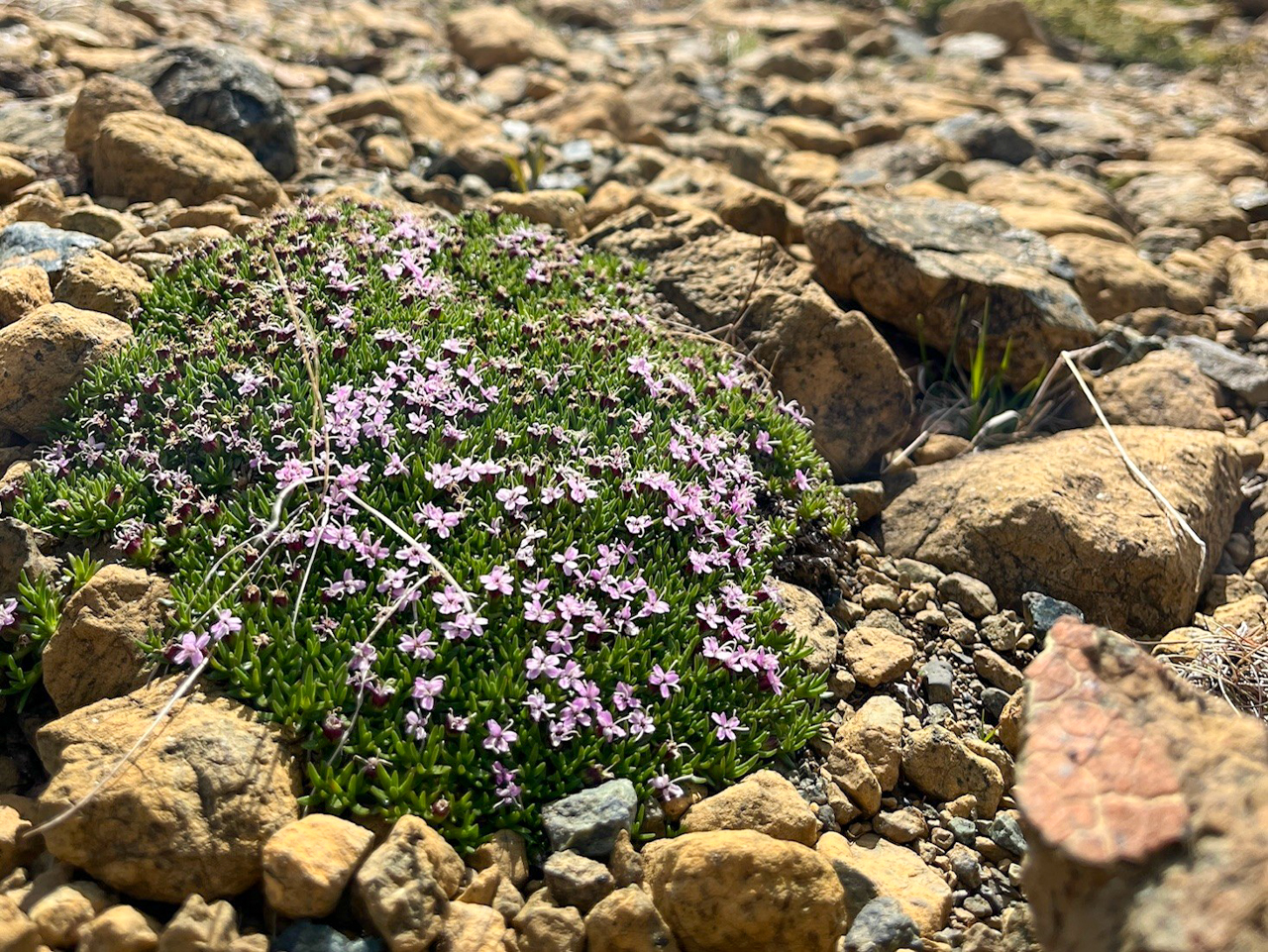 Moss Campion