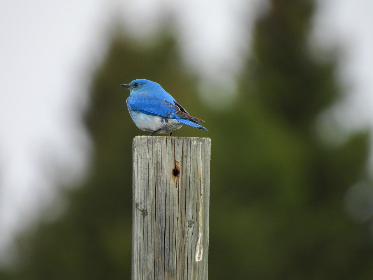Mountain Bluebird