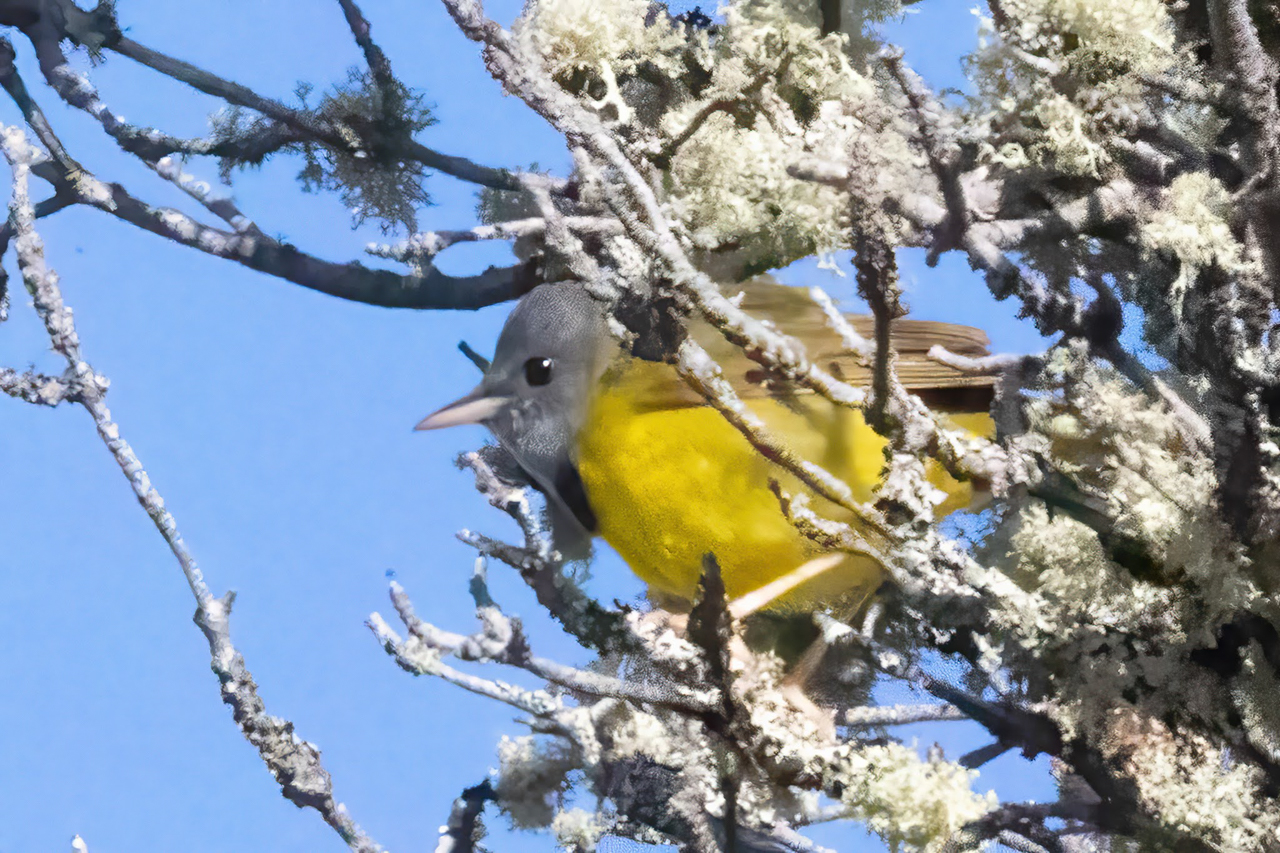Mourning Warbler