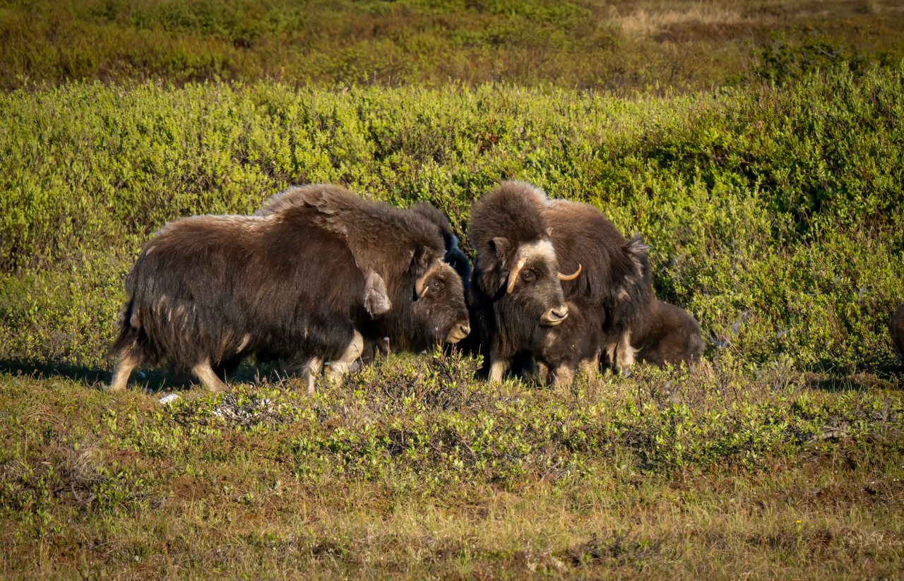 Muskox