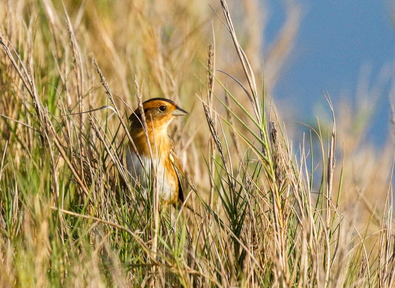 Nelson's Sparrow