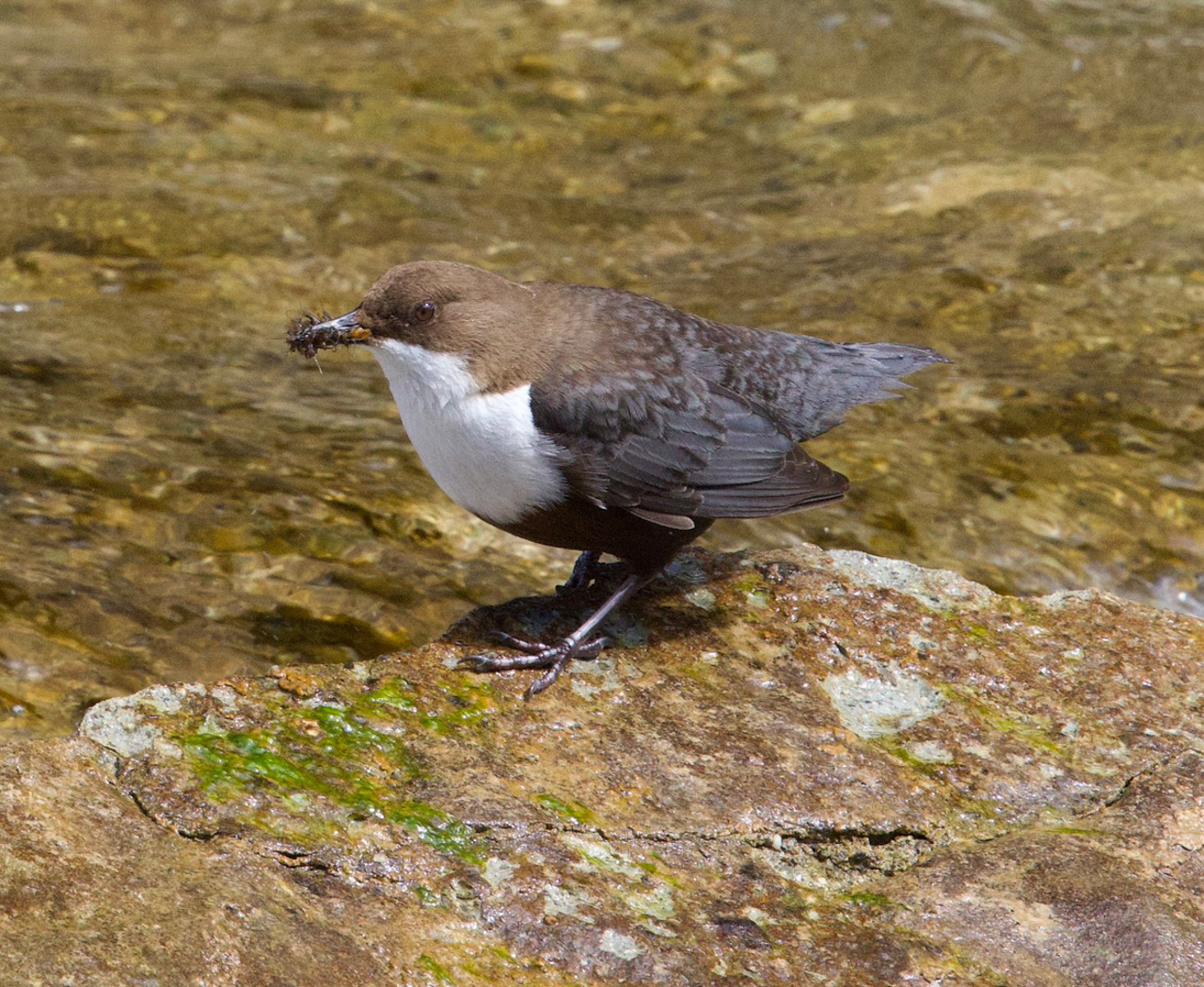 Northern Dipper