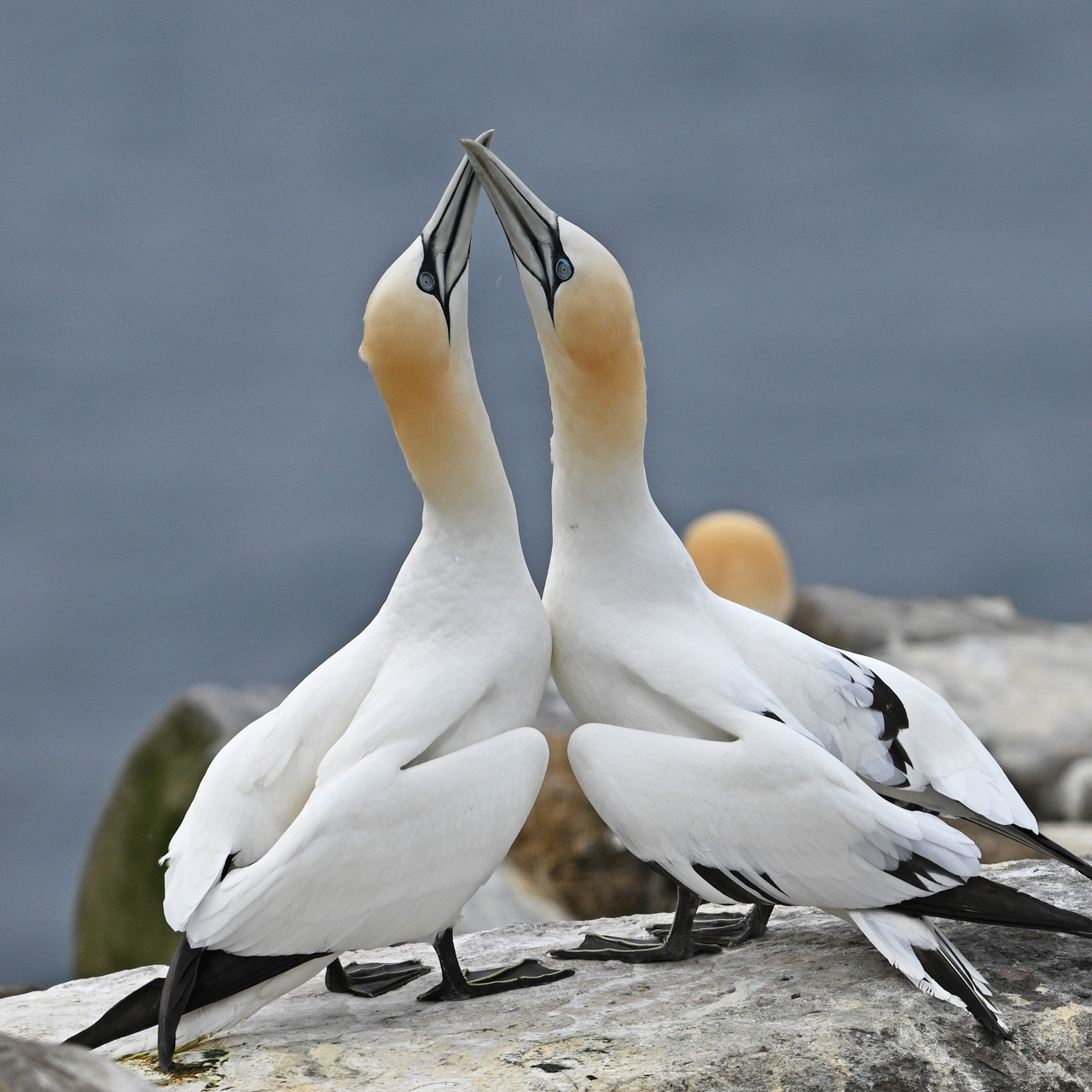 Northern Gannet