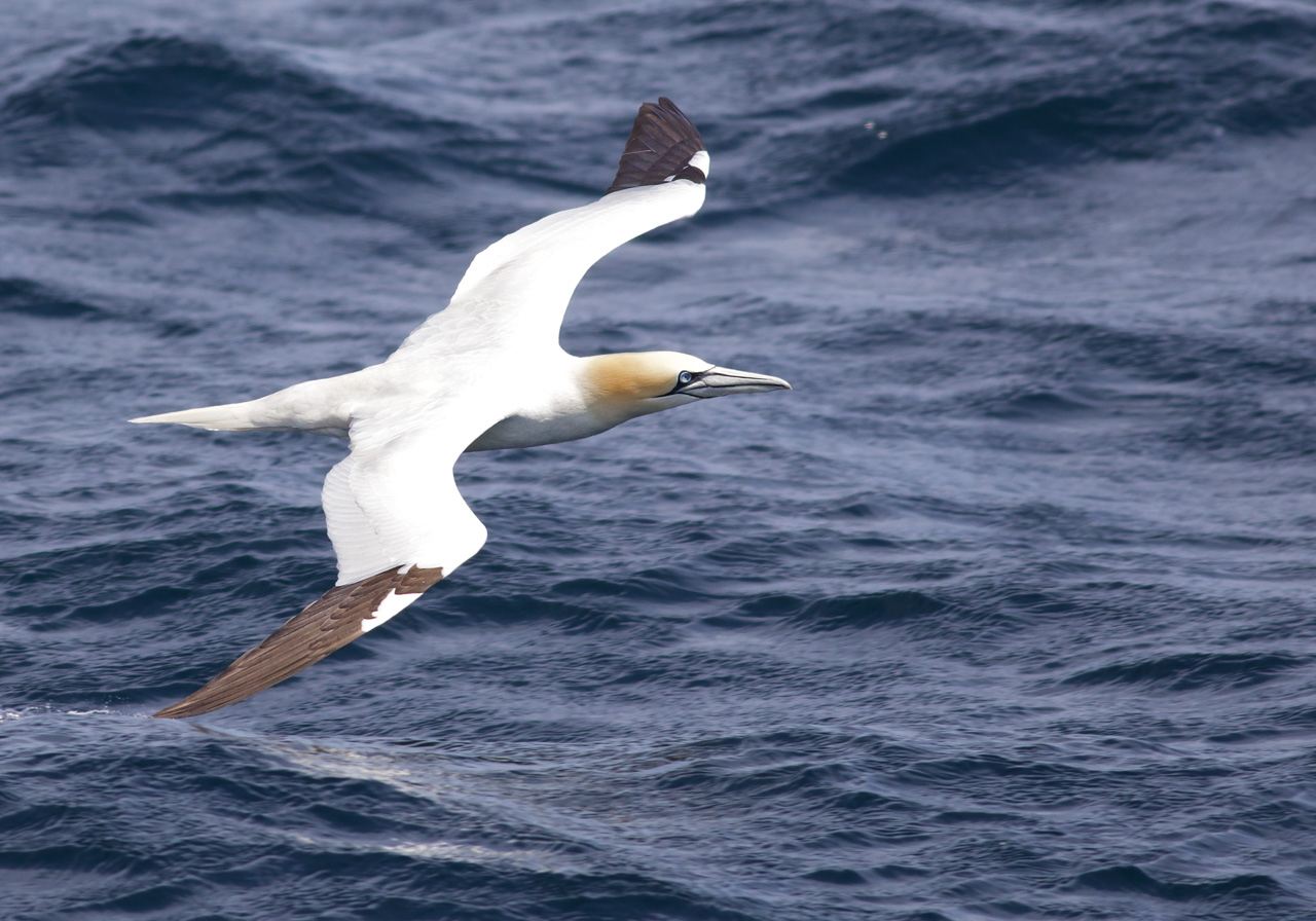 Northern Gannet