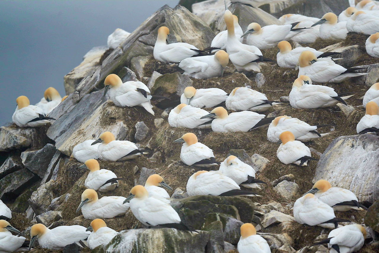 Northern Gannets