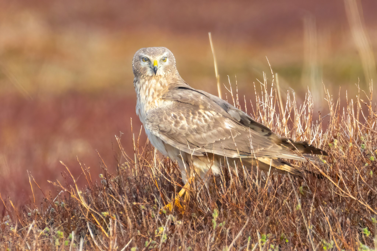 Northern Harrier