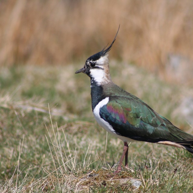 Northern Lapwing