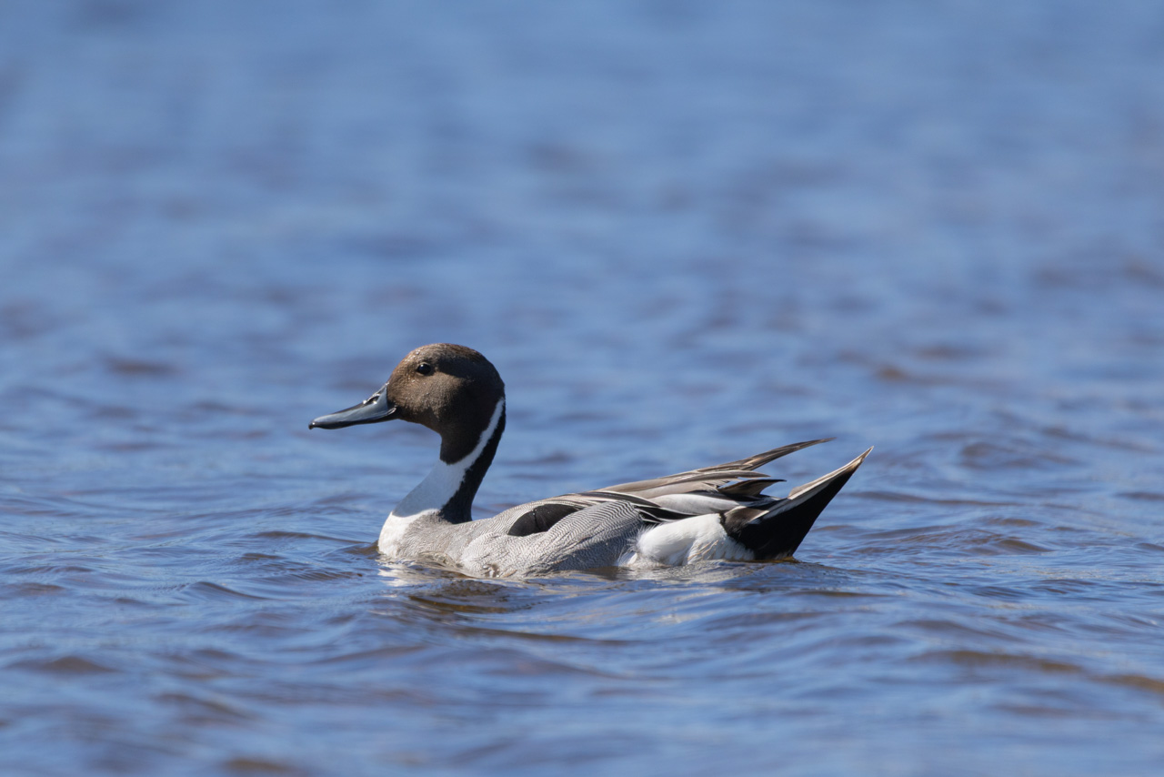 Northern Pintail