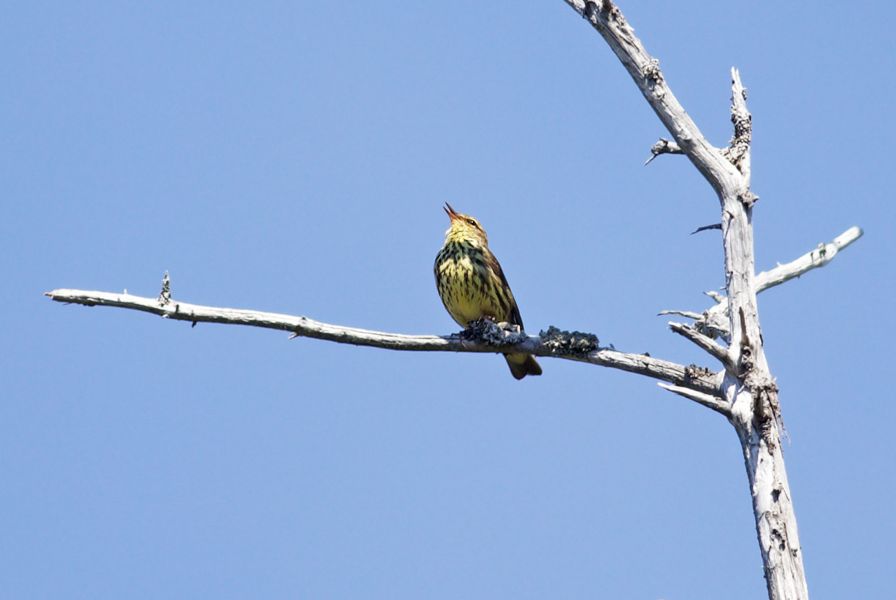 Northern Waterthrush