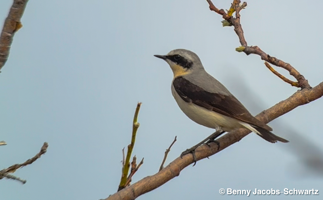 Northern Wheatear