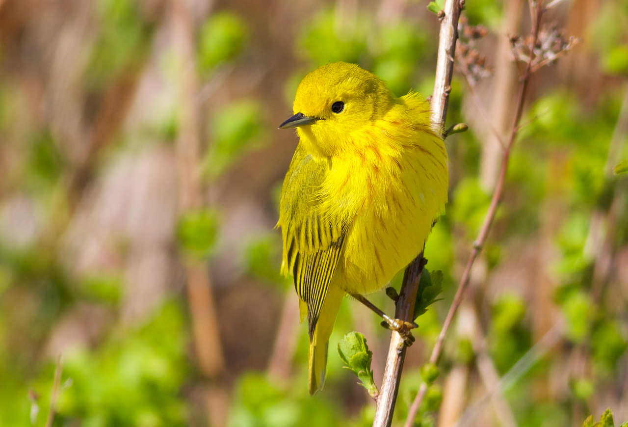 Northern Yellow Warbler