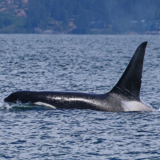 Orca