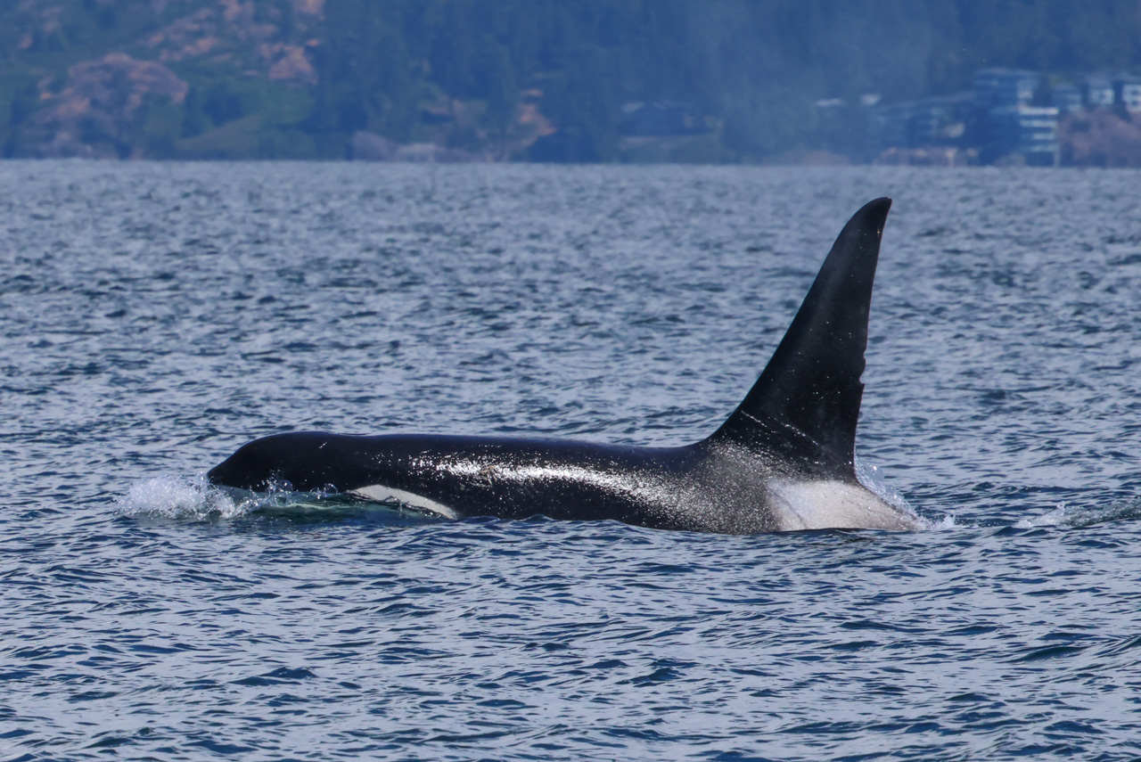 Ultimate British Columbia: Coast & Grasslands Trip Report (May 31 – June 12)