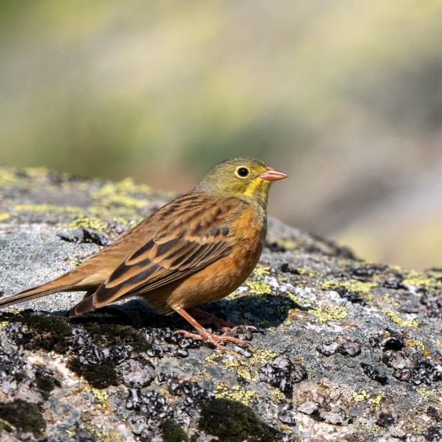 Ortolan Bunting