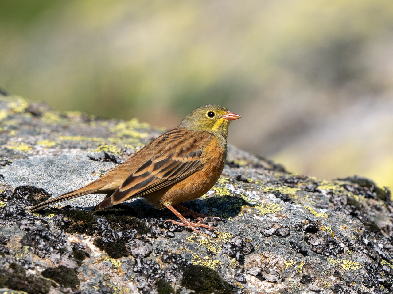 Ortolan Bunting