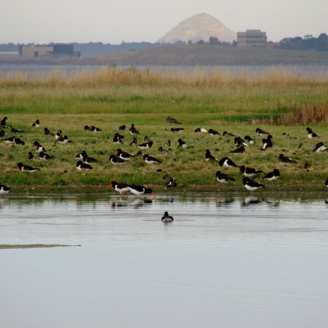 Oystercatchers at Musselburgh Lagoons