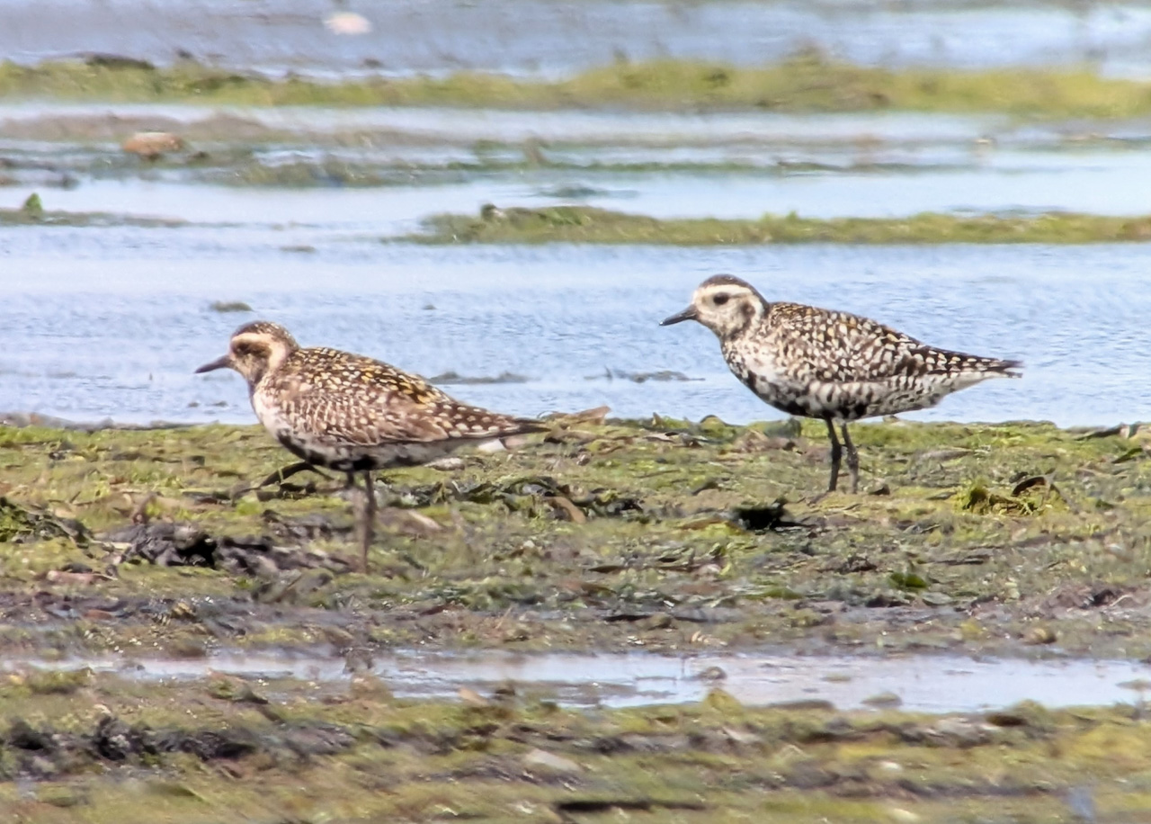 Pacific Golden Plovers 