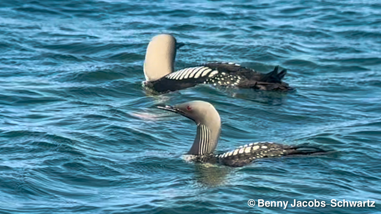 Pacific Loon