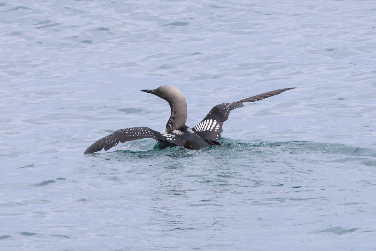 Ultimate British Columbia: Coast & Grasslands Trip Report (May 31 – June 12)