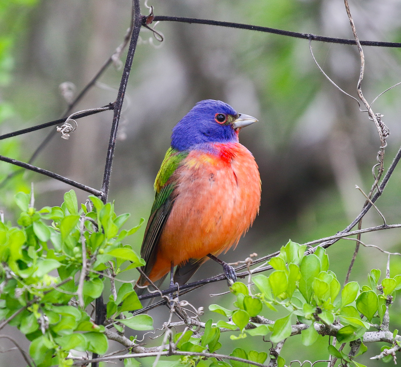 Painted Bunting