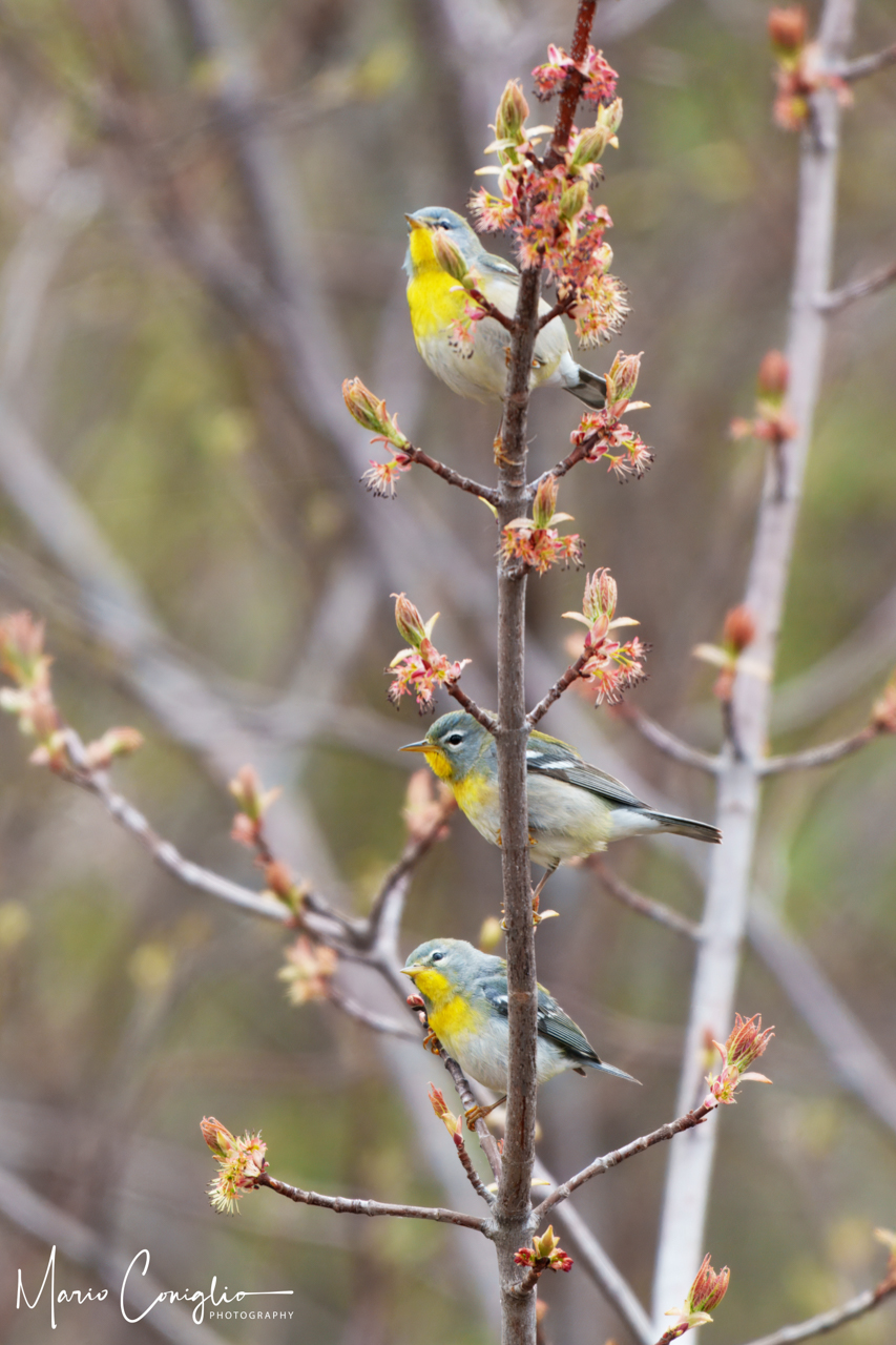 Parulas