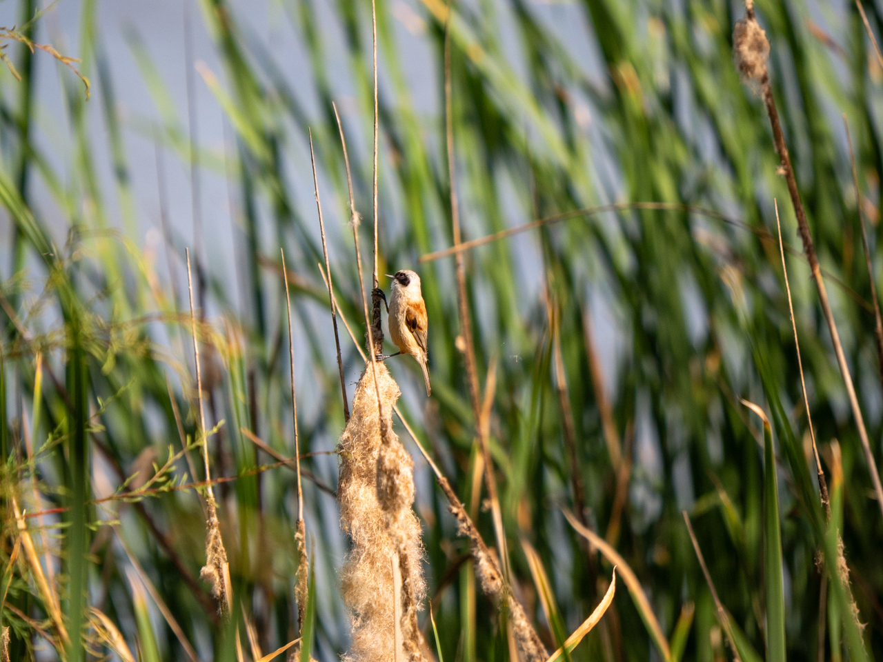 Penduline Tit
