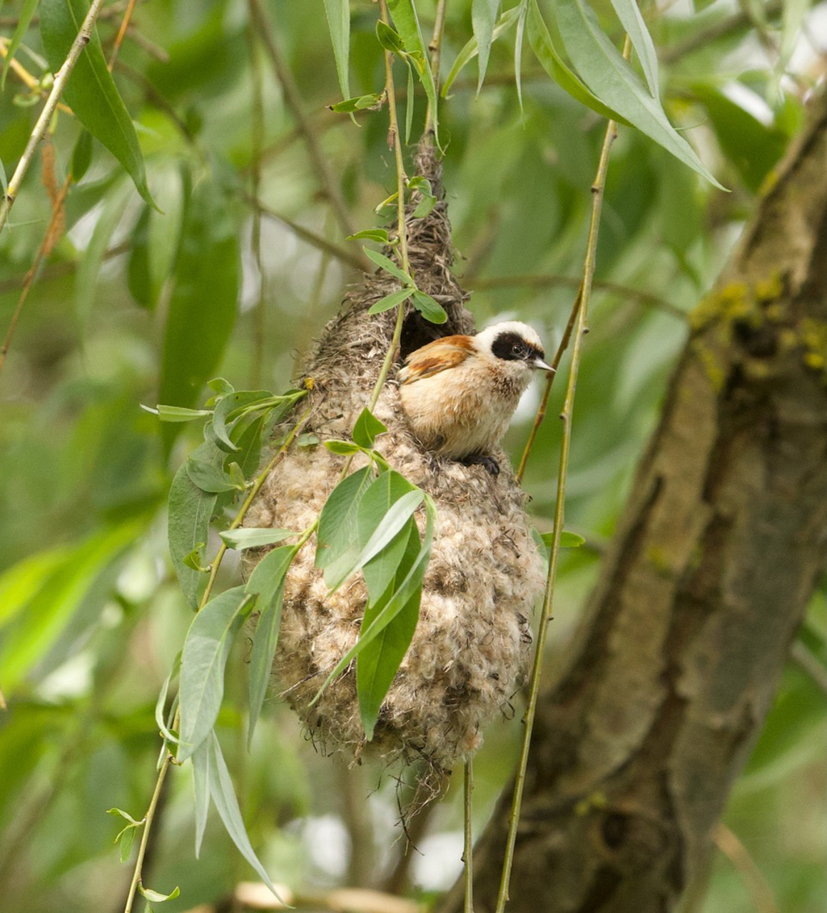 Penduline tit