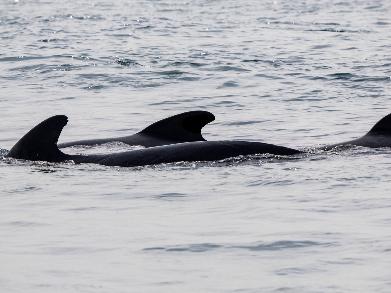 Pilot Whale