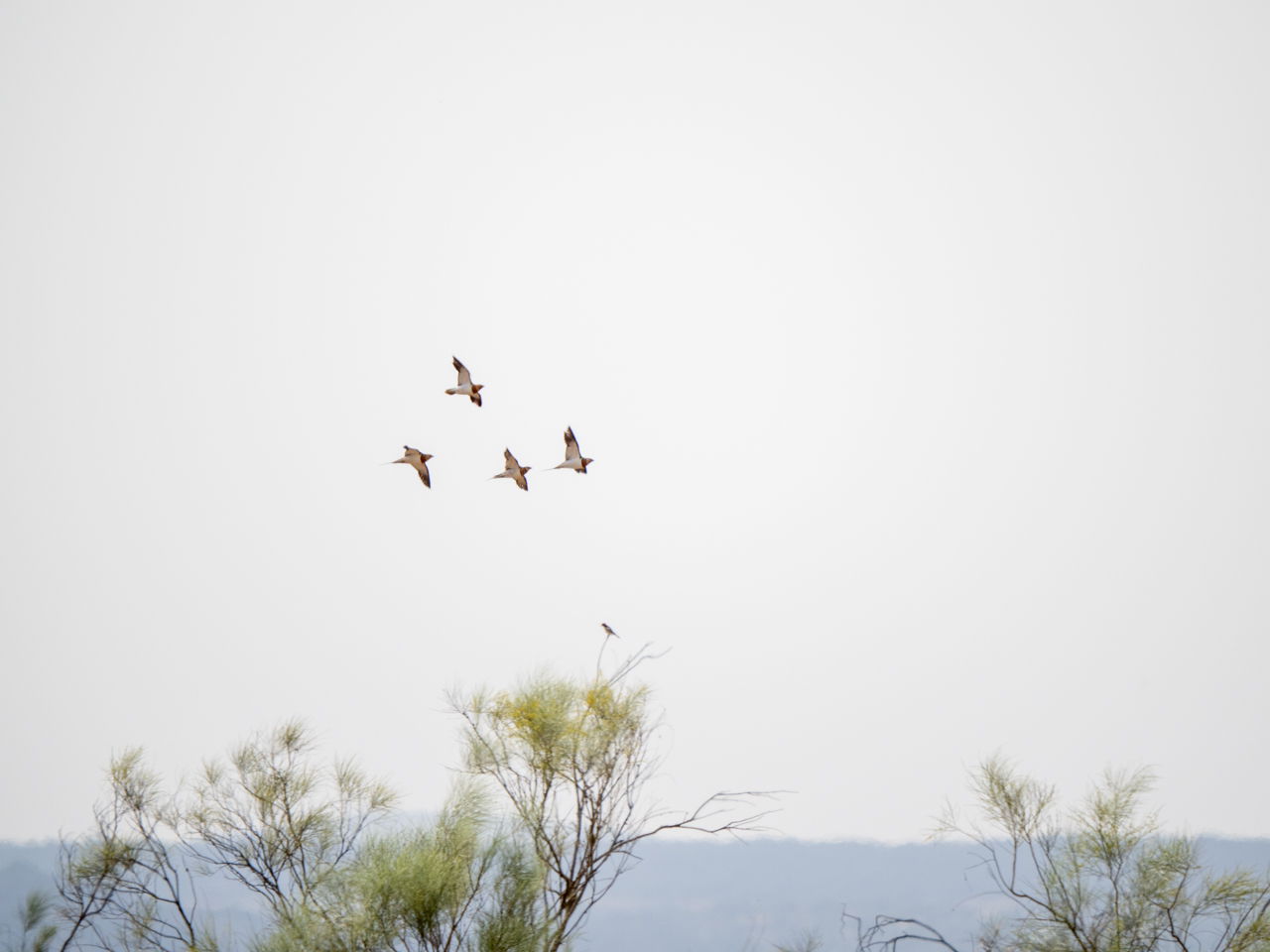 Pin-tailed Sandgrouse