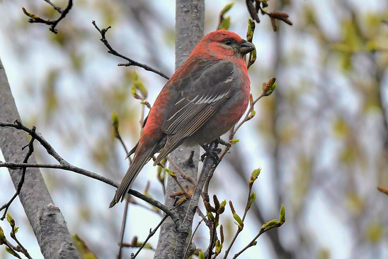 Pine Grosbeak