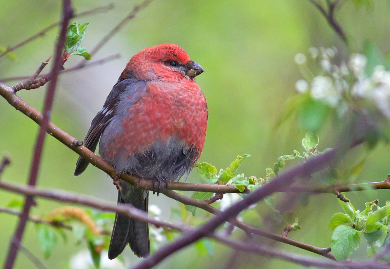 Pine Grosbeak