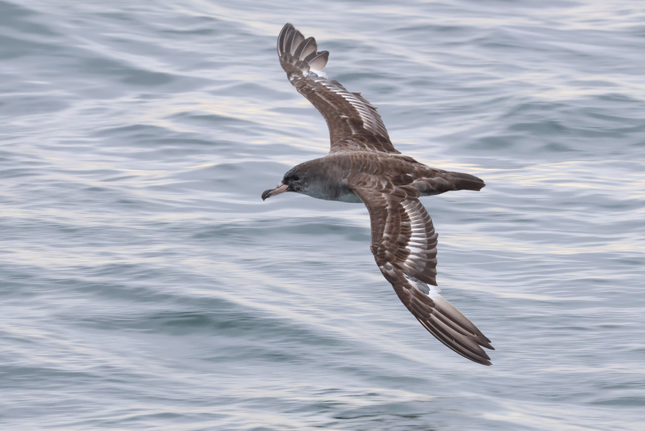 Ultimate British Columbia: Coast & Grasslands Trip Report (May 31 – June 12)