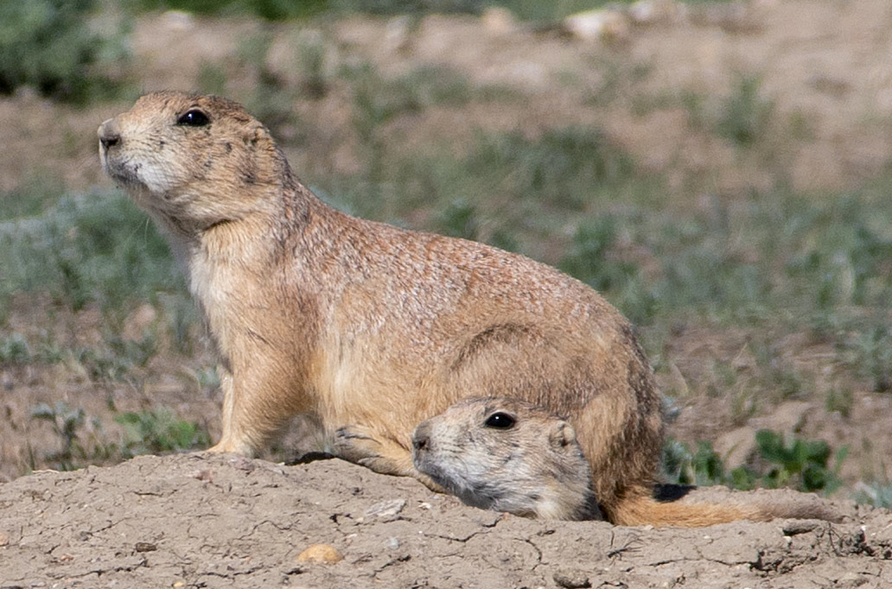 Prairie Dog