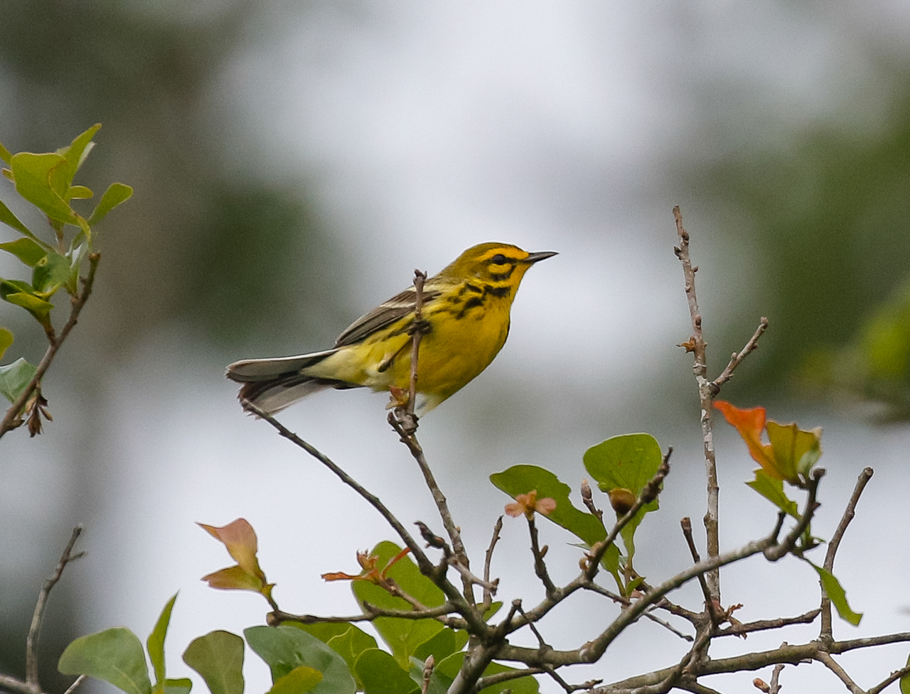 Prairie Warbler