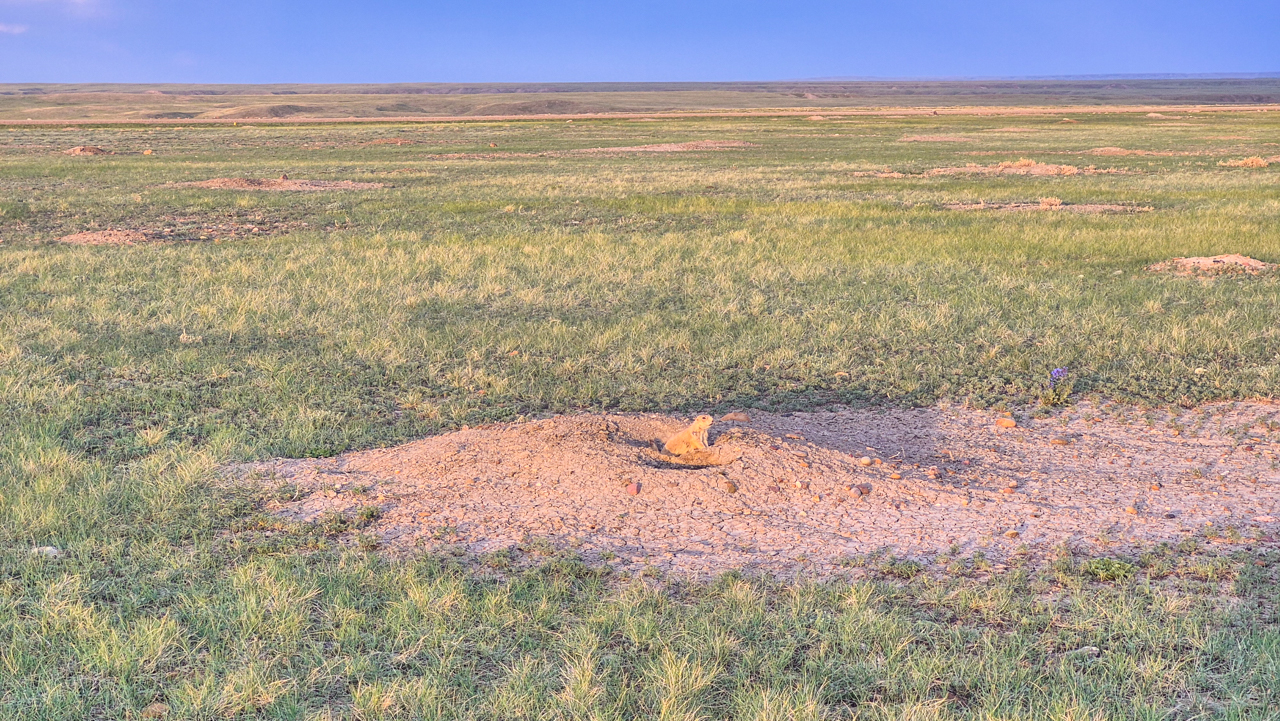 Prairie Dog