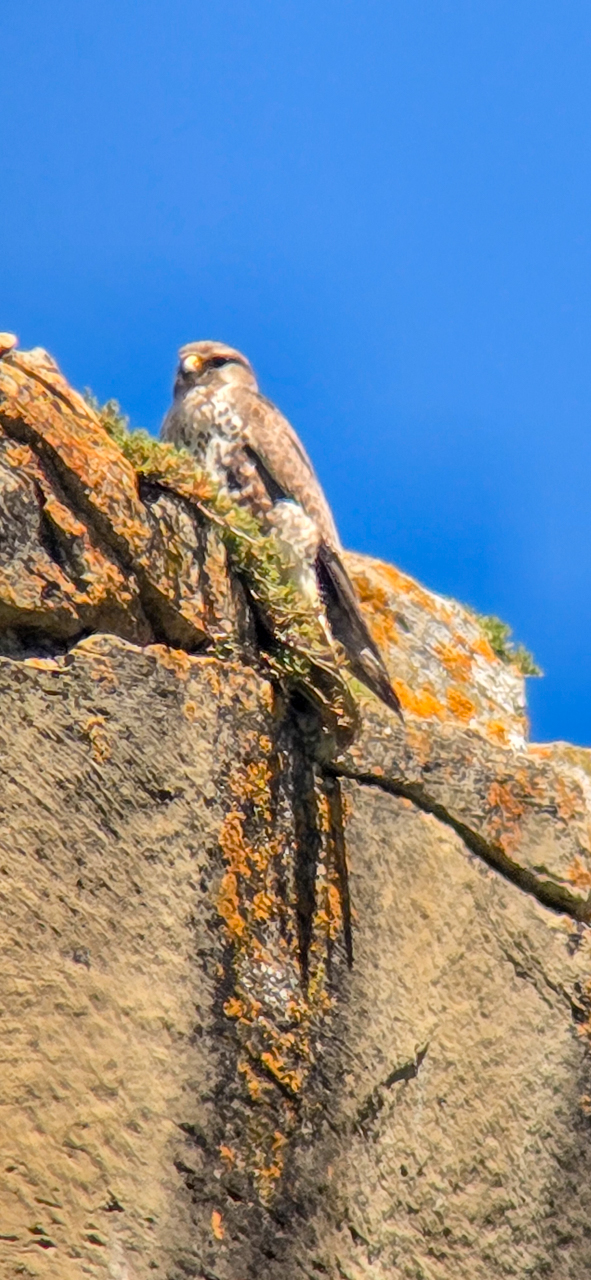 Prairie Falcon