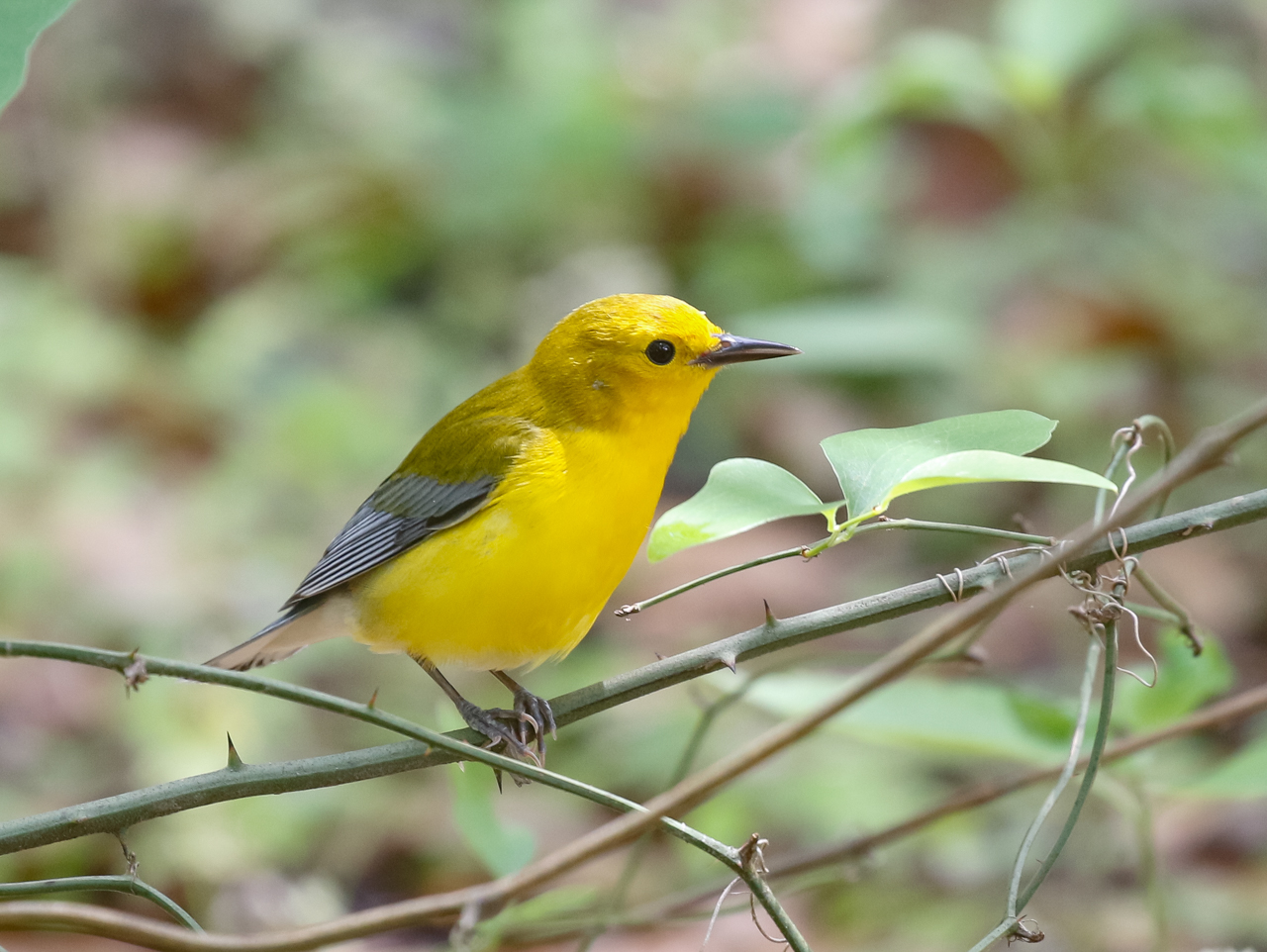 Prothonotory Warbler