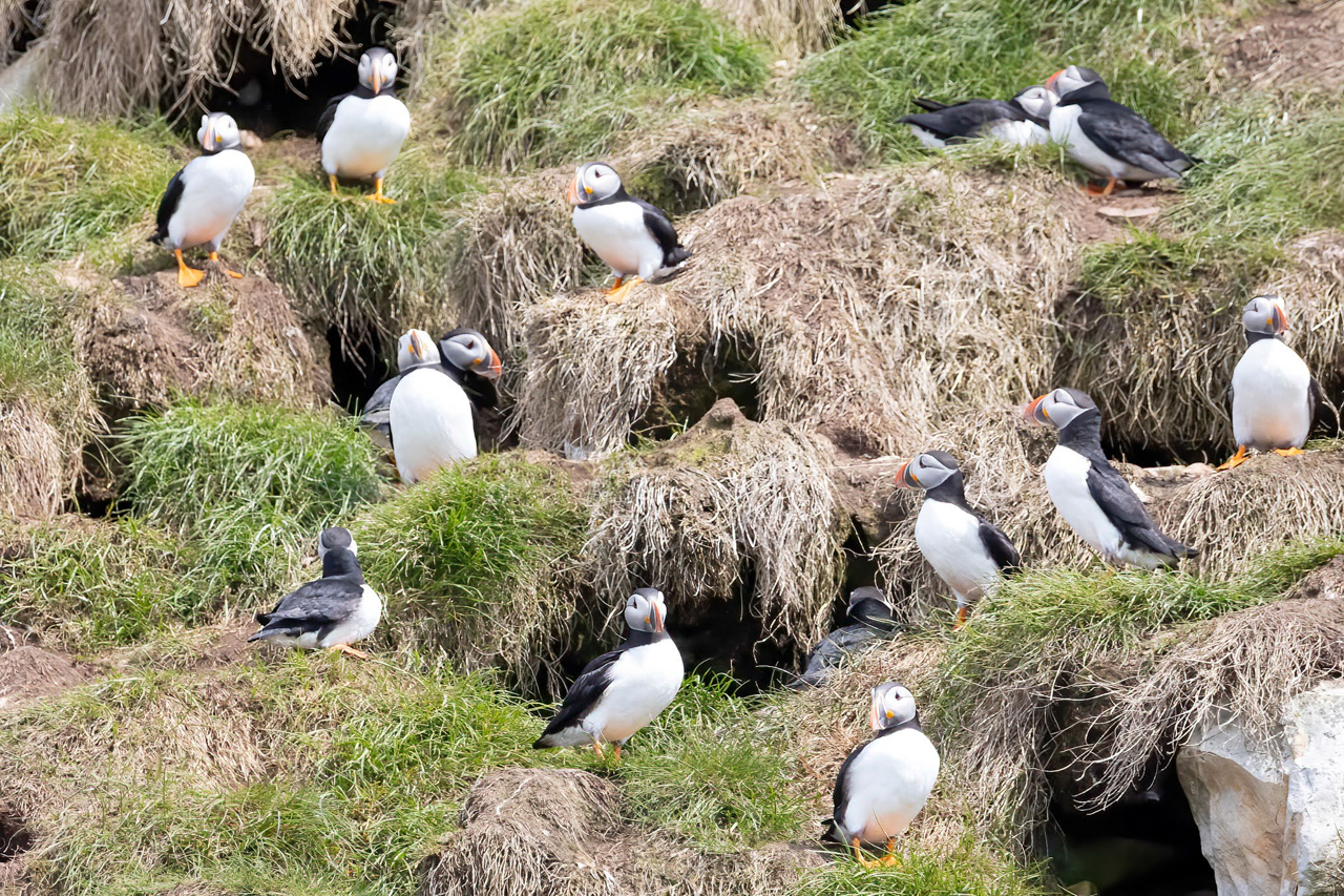 Puffins