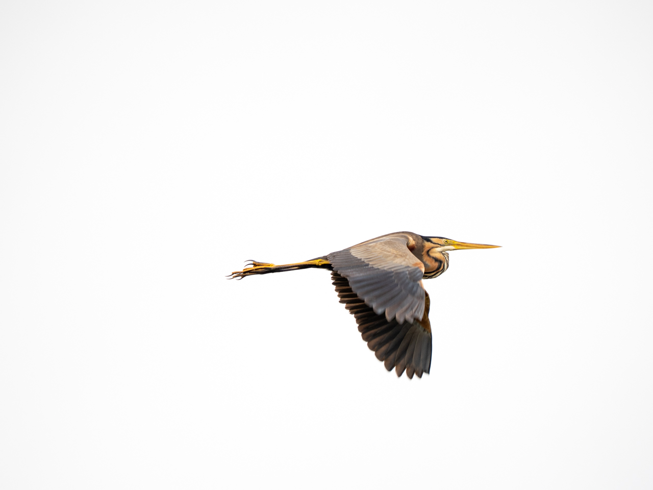 Purple Heron