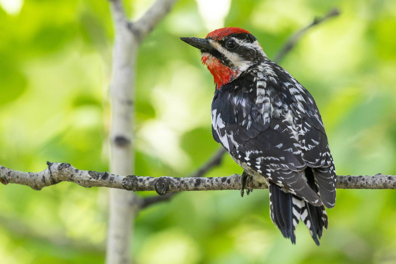 Red-naped Sapsucker