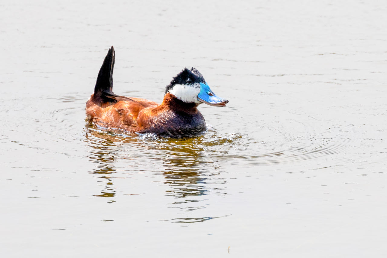 Ruddy Duck