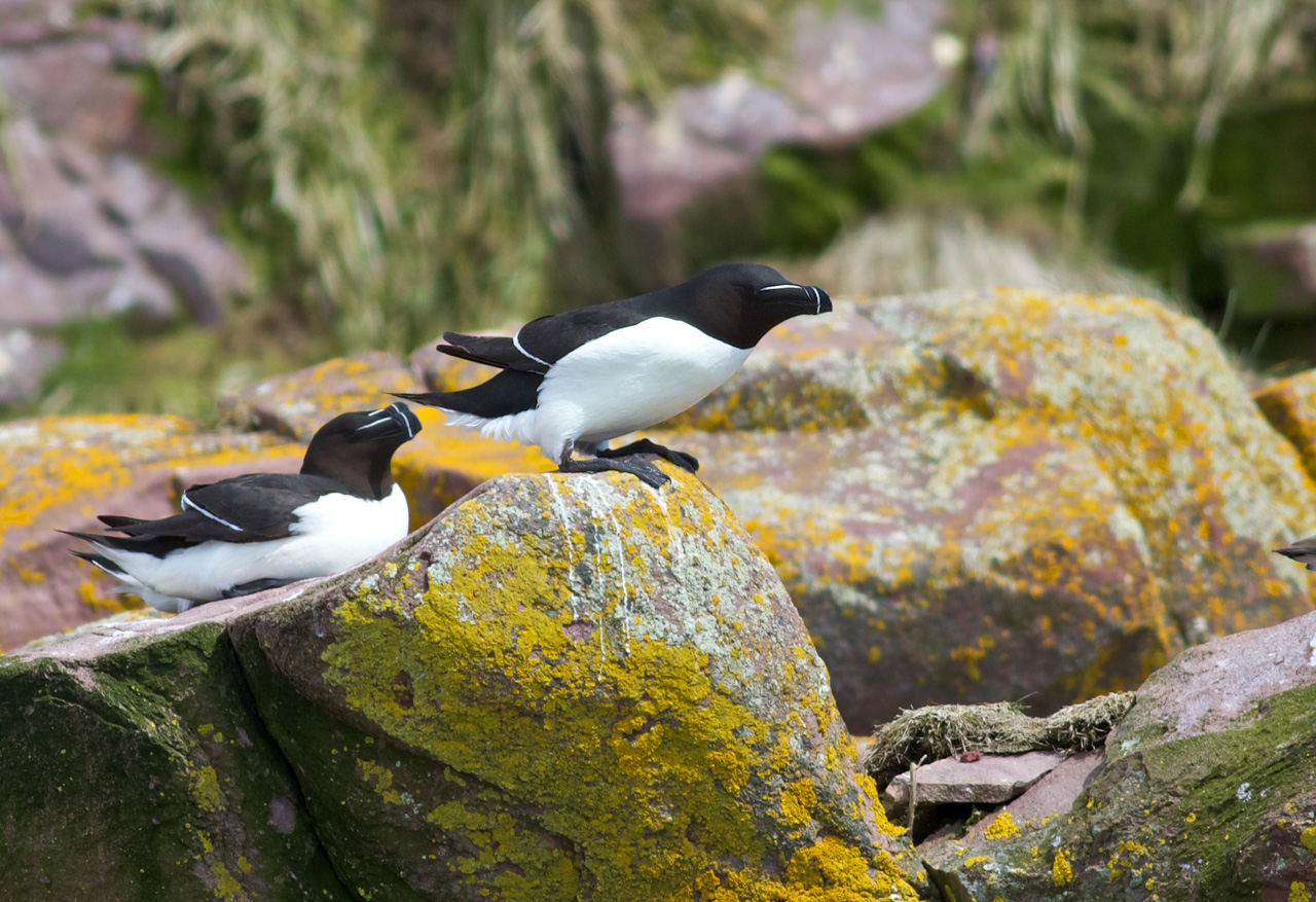 Razorbills