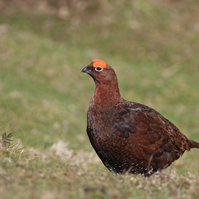 Red Grouse on moorland in spring, North Yorkshire, England, UK