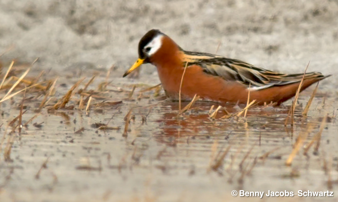 Red Phalarope